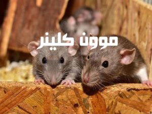 مكافحة الفئران في أم القيوين