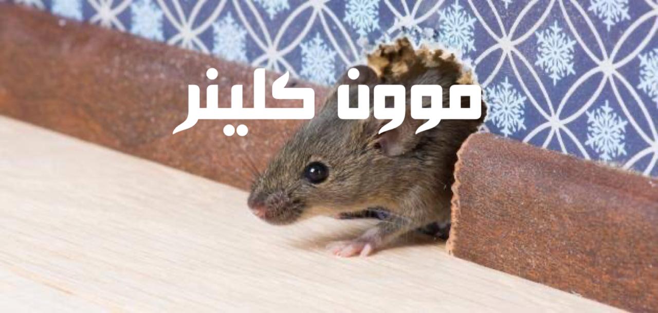 شركة مكافحة الفئران في أبو ظبي