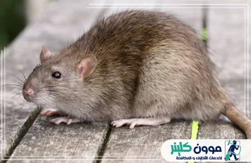 مكافحة الفئران في ابوظبي